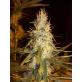 Pink Floyd Regular Seeds