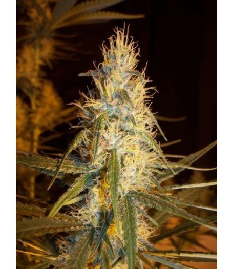 Pink Floyd Regular Seeds