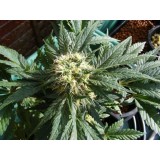 Ortega Regular Seeds