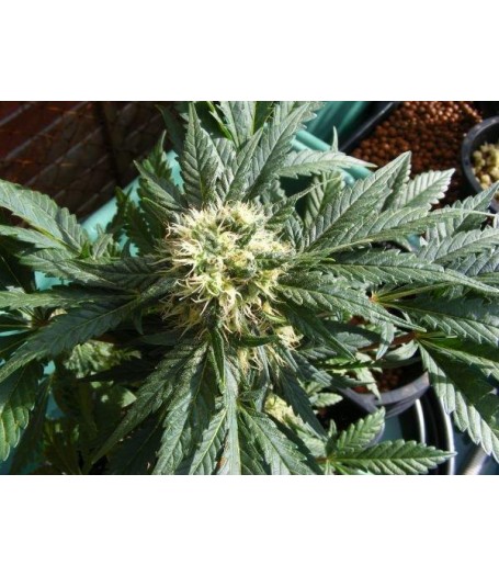 Ortega Regular Seeds