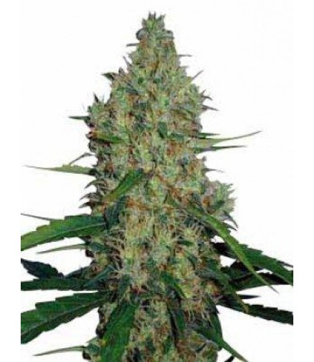 G13 Haze Regular Seeds