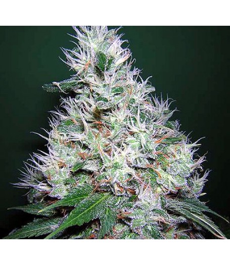 Bubble Gum Regular Seeds