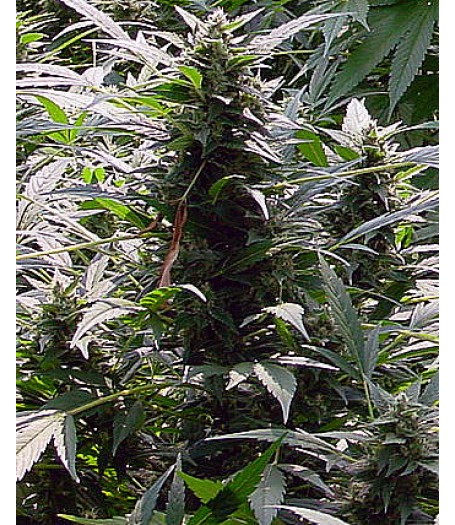 Dreamtime Regular Seeds