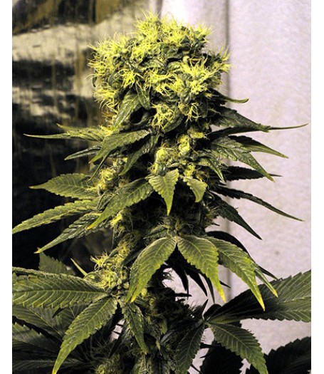 Early Queen Regular Seeds