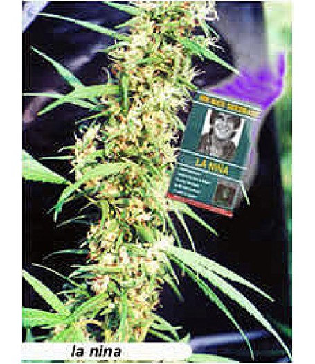 La Nina Regular Seeds