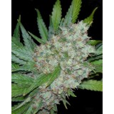 Mama Mia Feminised Seeds