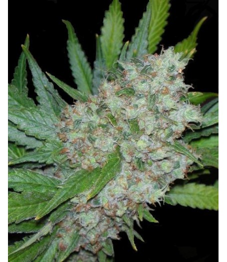 Mama Mia Feminised Seeds