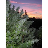 Walkabout Regular Seeds