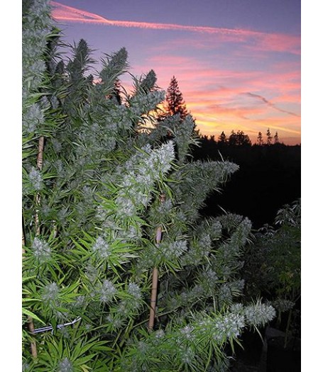 Walkabout Regular Seeds