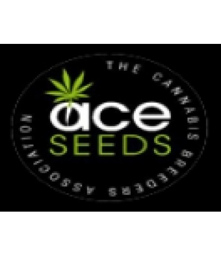Golden Tiger Regular Seeds