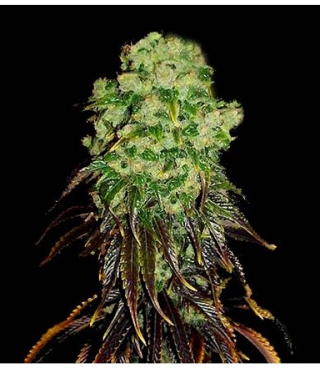 Afghani Peshawar Regular Seeds