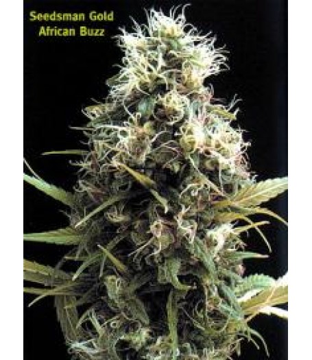 African Buzz Regular Seeds
