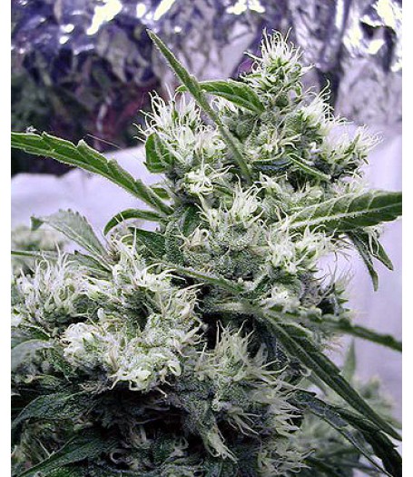 AK47 Regular Seeds - 11