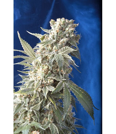 AK47 Feminised Seeds (SERIOUS) - 6