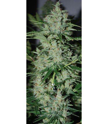 Automatic AK Diesel Feminised Seeds - 5