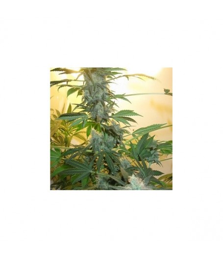 AK48 Feminised Seeds - 5