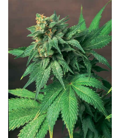 Akorn Regular Seeds d