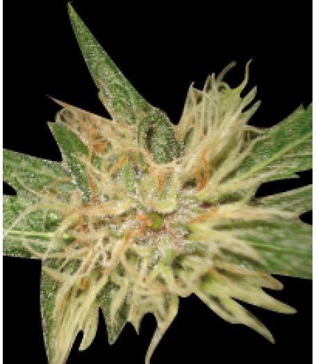 Amnesia Feminised Seeds