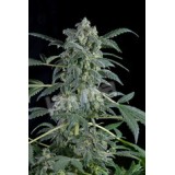Original Amnesia Automatic Feminised Seeds