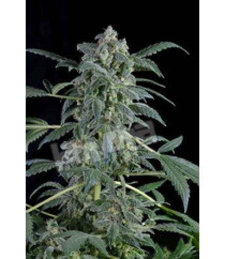 Original Amnesia Automatic Feminised Seeds