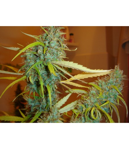 Angel Heart (Mango Haze x Afghan Skunk) Regular Seeds