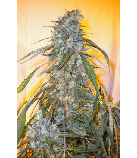 Annapurna Autoflowering Feminised Seeds - 3