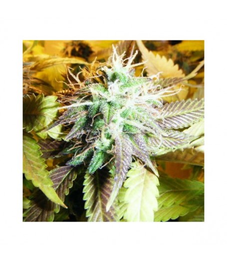 Aurora Indica Feminised Seeds - 5