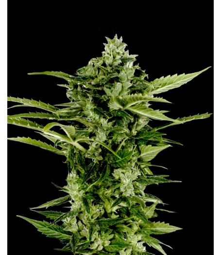 Auto-Bomb Feminised Seeds