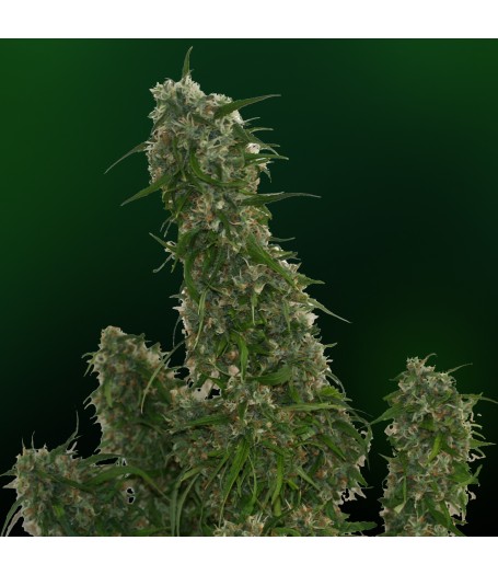 Malana Bomb Auto Feminised Seeds