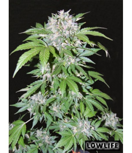 Automatic AK74 Feminised Seeds - 5