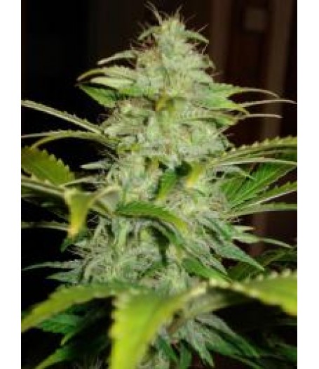 Automatic Hindu Kush Feminised Seeds - 5