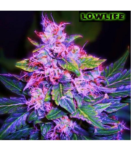 Automatic Blueberry Feminised Seeds - 5
