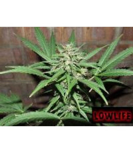 Automatic Great White Shark Regular Seeds