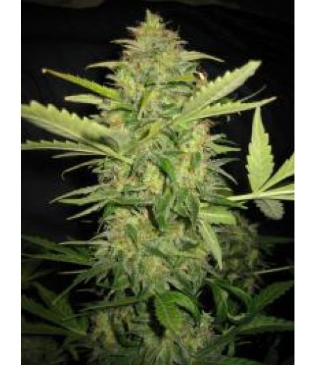 Automatic Lemon Skunk Feminised Seeds - 5