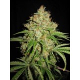 Automatic White Moscow Regular Seeds