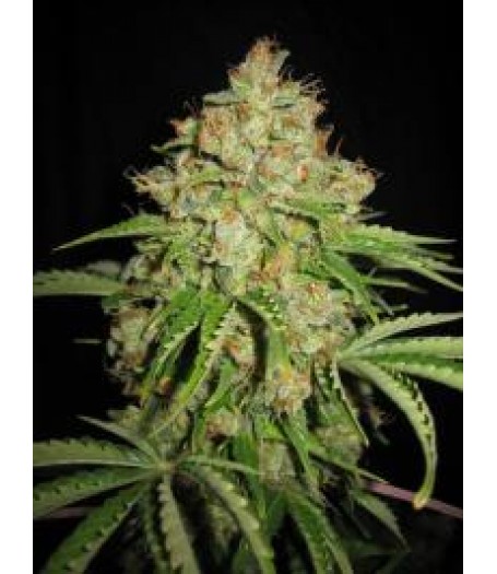 Automatic White Moscow Feminised Seeds - 5