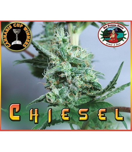 Chiesel Feminised Seeds