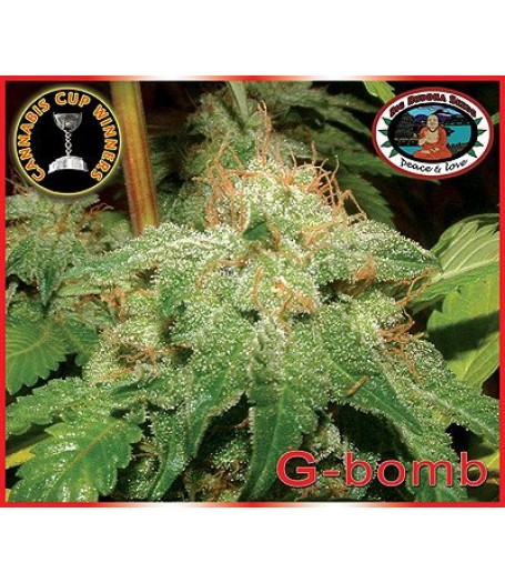 G-Bomb Feminised Seeds