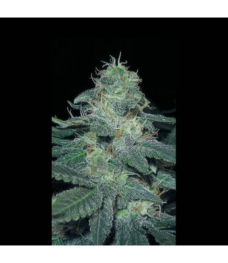 BC Diesel Feminised Seeds BC Diesel Feminised Seeds