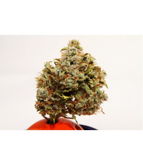Betty Boo Autoflowering Regular Seeds - 10
