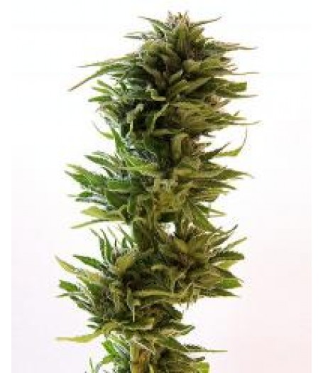 Amnesia Lemon Regular Seeds - 5