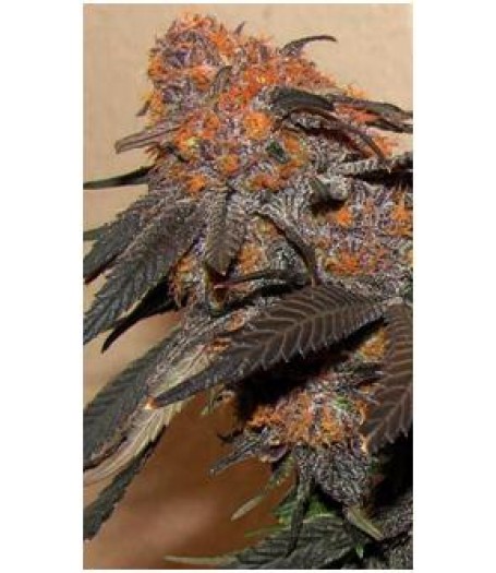 Bhutanese Thimphu Regular Seeds