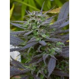 Biddy Early Feminised Seeds