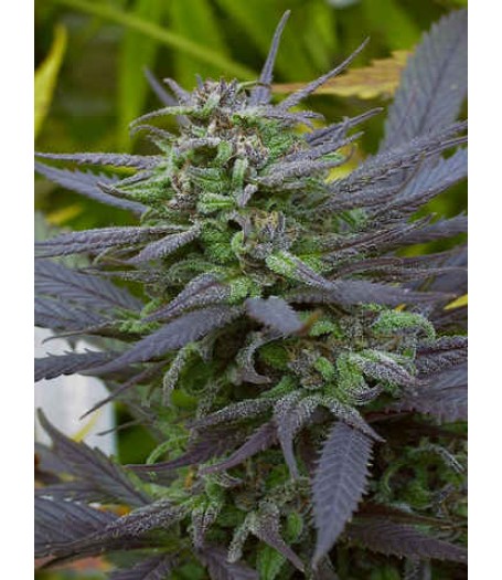 Biddy Early Feminised Seeds