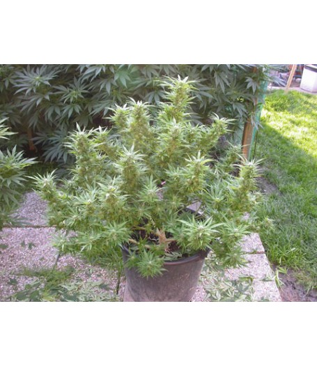 Biddy Sister Regular Seeds
