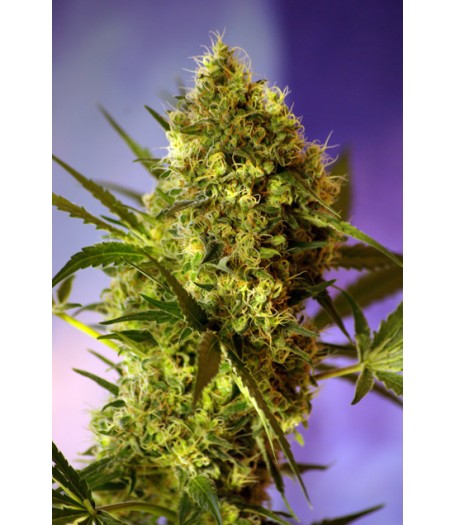 Big Devil #2 Auto Feminised Seeds