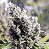 BIG Grapefruit Feminised Seeds