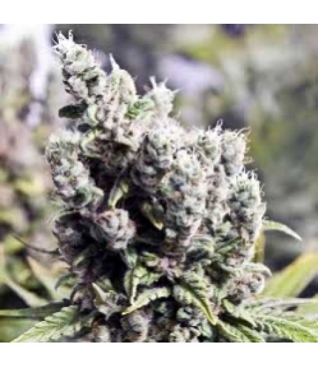BIG Grapefruit Feminised Seeds