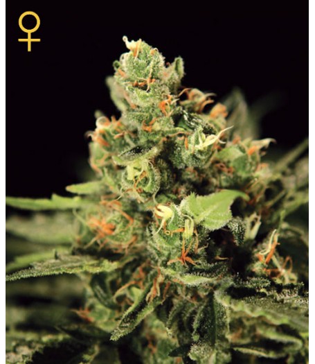 Big Bang Auto-flowering Feminised Seeds