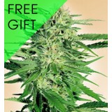 OUT OF STOCK - *FREE GIFT from SEEDSMAN* Big Bud 5 Regular Seeds